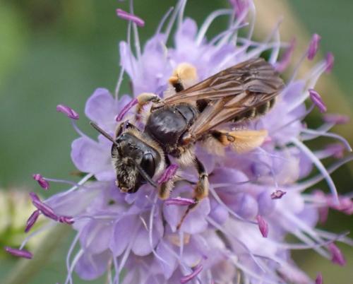 Andrena hattorfiana